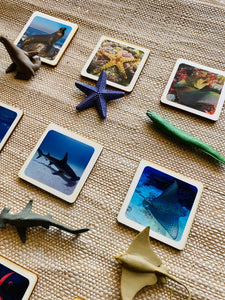 Montessori learning Sea life Animals - Realistic Cards