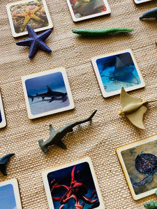 Montessori learning Sea life Animals - Realistic Cards